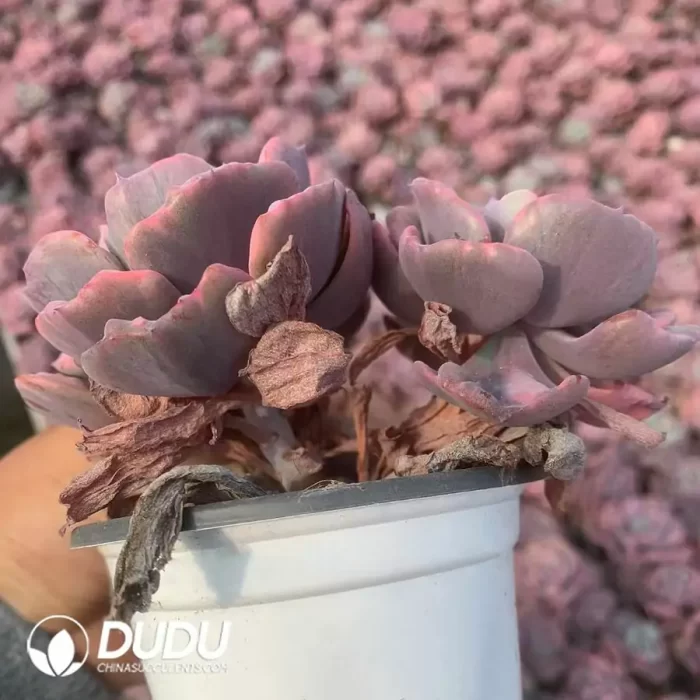 Echeveria Rain Drops Variegated Double Head - Image 2