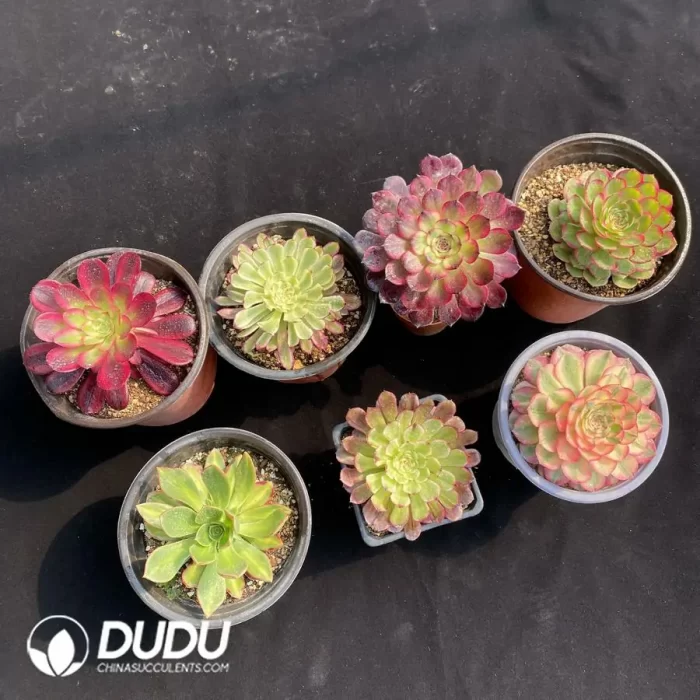 Aeonium Collection 10 - Image 2