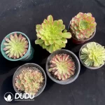 Aeonium Collection 11 - Image 2