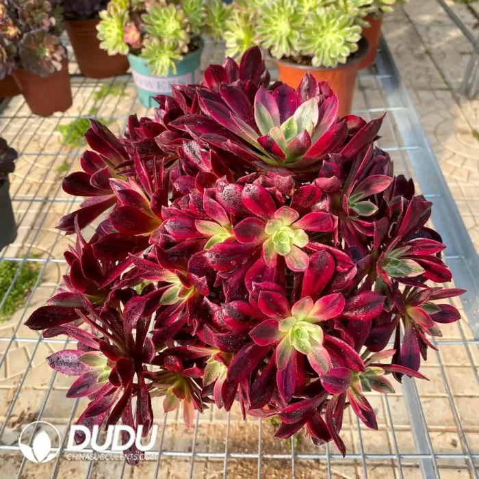 Aeonium wedding dress variegated cluster - Image 2