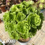 Aeonium Green Cashmere Clustering - Image 2