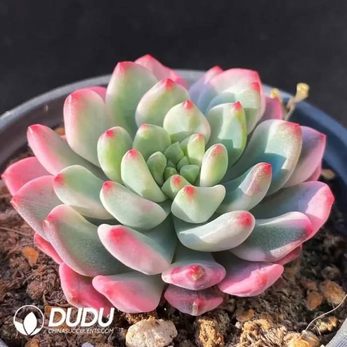 Echeveria 'Blue Elf' Variegated - Image 2