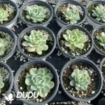 Echeveria Strawberry Ice Variegated - Image 2