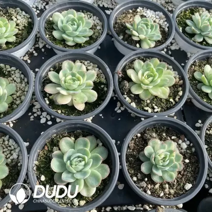 Echeveria Strawberry Ice Variegated - Image 2