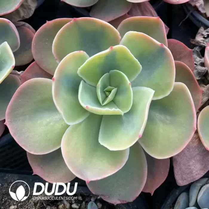 Echeveria  Hybridization  variegated - Image 2