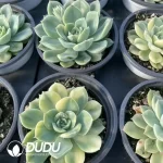 Echeveria  Moon Fairy Variegated - Image 2