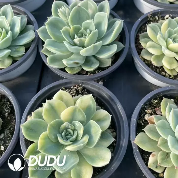 Echeveria  Moon Fairy Variegated - Image 2