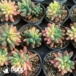 Sedum pachyphyllum  general variegated - Image 2