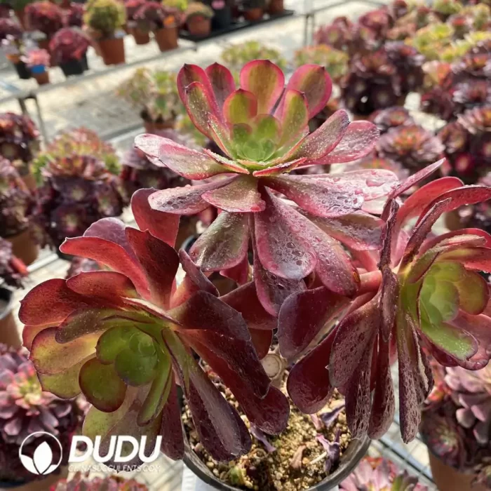 Aeonium European Purple Grafted Ou Jiali - Image 2