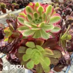Aeonium European Purple Grafted Pink Witch No.2 - Image 2