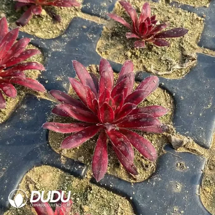 Aeonium Vermilion Bird Seedling - Image 2