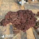 Aeonium Blushing Beauty Cristata - Image 2