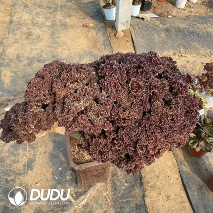 Aeonium Blushing Beauty Cristata - Image 2