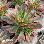 Aeonium Charm Gold Rose Variegated Clustering - Image 2