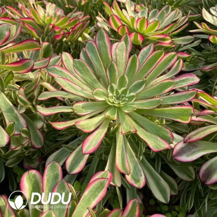 Aeonium Garnet White Variegated Clustering - Image 2