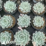 Echeveria TP Variegated - Image 2