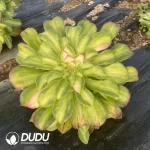 Aeonium Zhi Fou - Image 2
