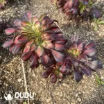 Aeonium Sunset Glow Cristata - Image 2