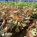 Aeonium Alice Clustering - Image 2