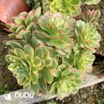 240MM Aeonium Halloween White Variegated Clustering - Image 2