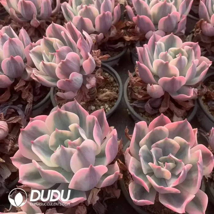 Echeveria Imbricata Variegated - Image 2