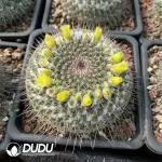 Mammillaria Linda - Image 2