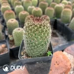 Mammillaria Matuda - Image 2