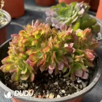 Aeonium Blushing Beauty Cristata - Image 2