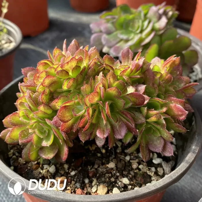 Aeonium Blushing Beauty Cristata - Image 2
