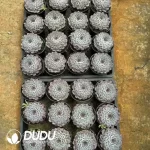 Presell-Echeveria Sunflower Collection (Pampering Edition) - Image 2