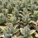 Kalanchoe Tomentosa Variegated - Image 2