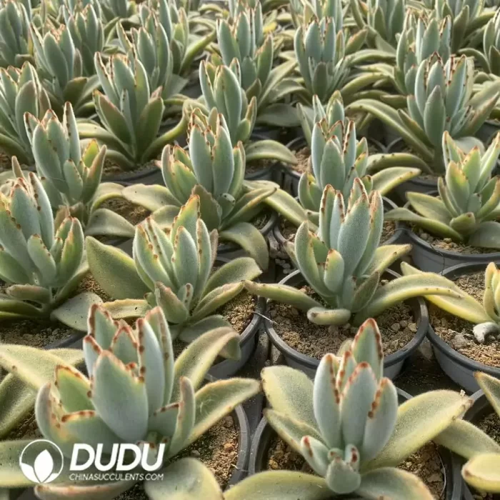 Kalanchoe Tomentosa Variegated - Image 2