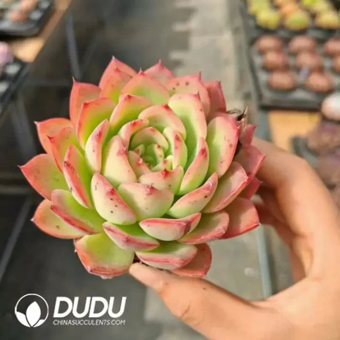 Presell-Echeveria Flowery - Image 2