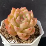 Echeveria Chen Xi - Image 2