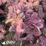 Echeveria Blue Rose Variegated Cristata - Image 2