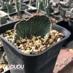 Senecio kleinia Cristata - Image 2