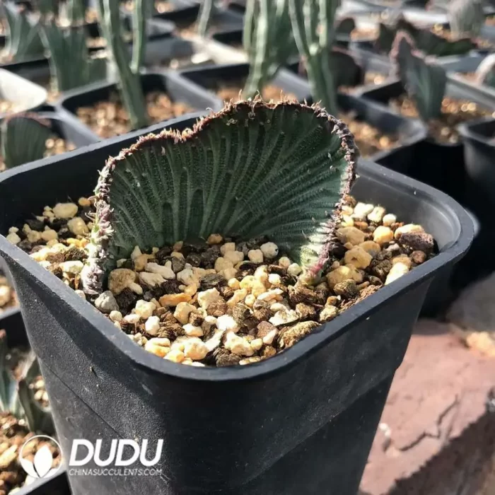 Senecio kleinia Cristata - Image 2