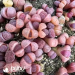 Lithops Karasmontana ssp. Eberlanzii 'Purper' - Image 2