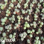 Lithops Dragon Princess 3 Heads Cluster - Image 2