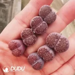 Lithops Hallii Purple - Image 2