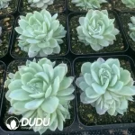 Echeveria  Rasberry Ice Variegated - Image 2