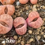 Lithops coleorum C396 Double Head - Image 2