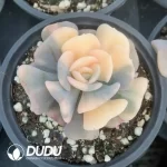90MM Echeveria Exotic Variegated - Image 2