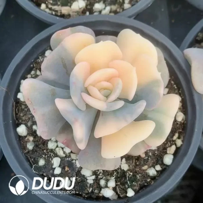 90MM Echeveria Exotic Variegated - Image 2