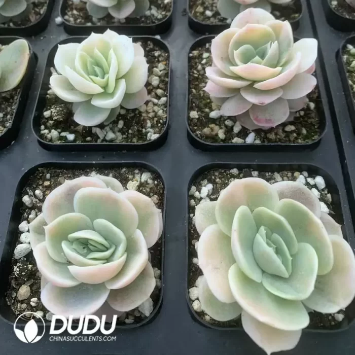 Echeveria 'Blue Surprise' Varigated - Image 2