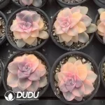 Graptopetalum purpurogenum semi-variegated - Image 2