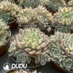 Echeveria Margaret Variegated Clustering - Image 2