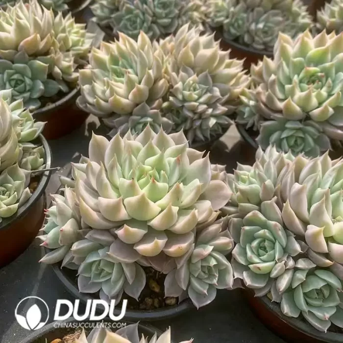 Echeveria Margaret Variegated Clustering - Image 2