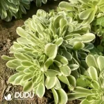 Aeonium Green Bean Paste Cristata - Image 2