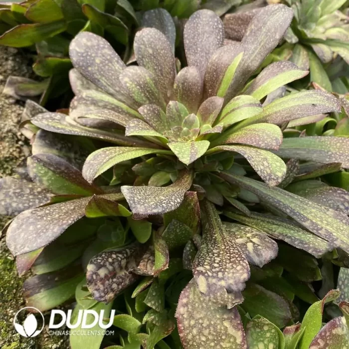 Aeonium Eurora Cluster - Image 2